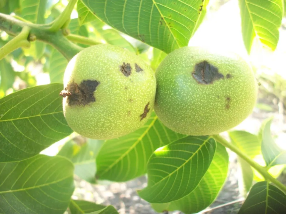 Investigadores declaran la guerra a una bacteria llamada Tizón