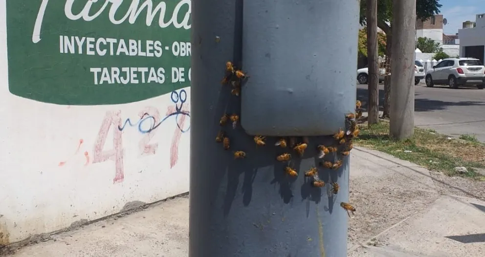Un panal de abejas está generando líos en el centro de Viedma