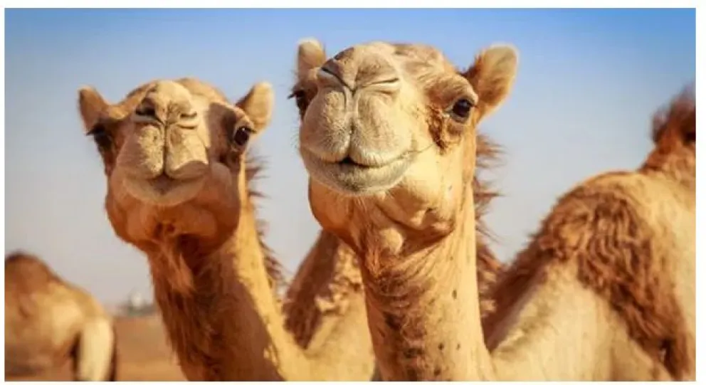 Alerta en la Selección de Francia: tres jugadores fueron afectados por el “virus del camello” 