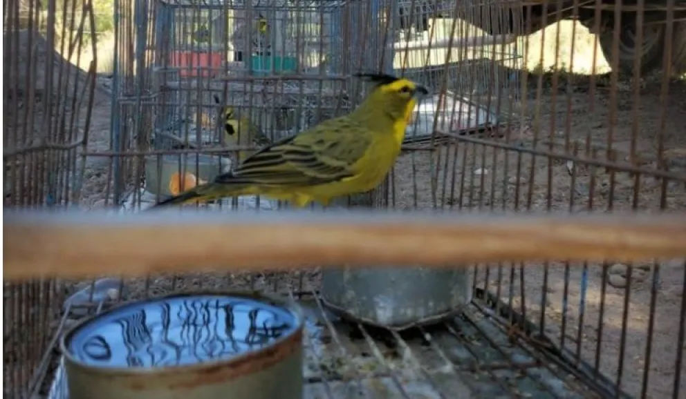 La Policía dio un golpe contra el tráfico de aves silvestres 