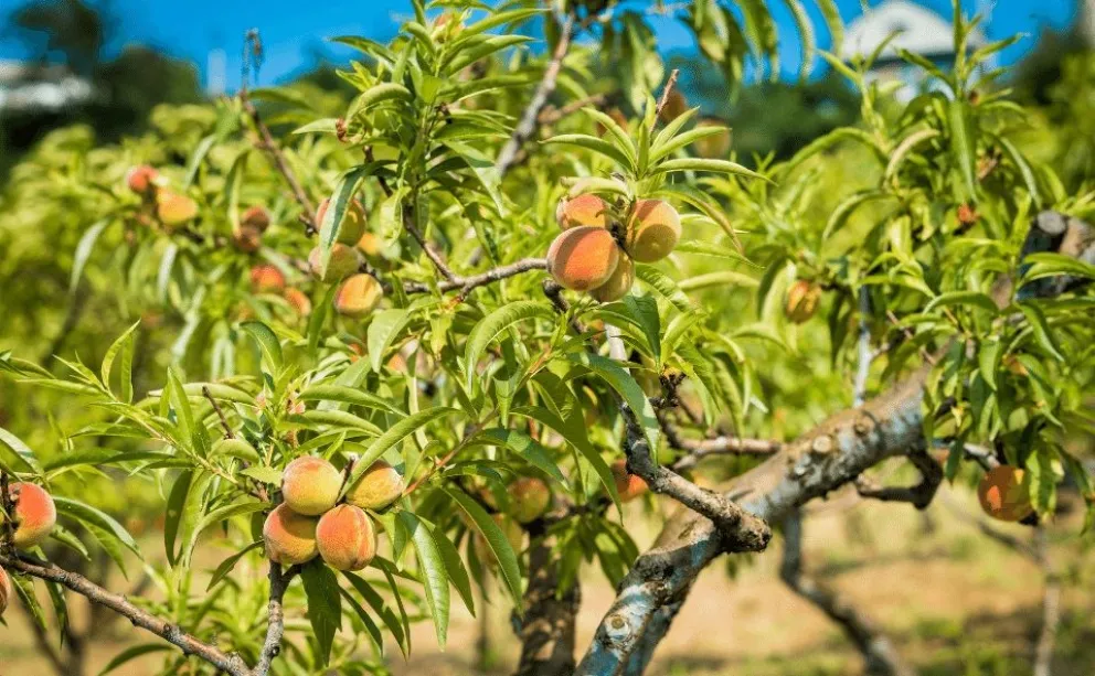 La empresa Zopilote, de Andrés Leiza, sigue creciendo en el comercio de la fruta con carozo 