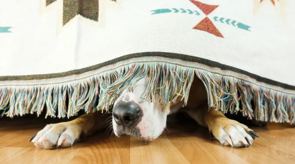 Mascotas y pirotecnia: la clave está en la protección