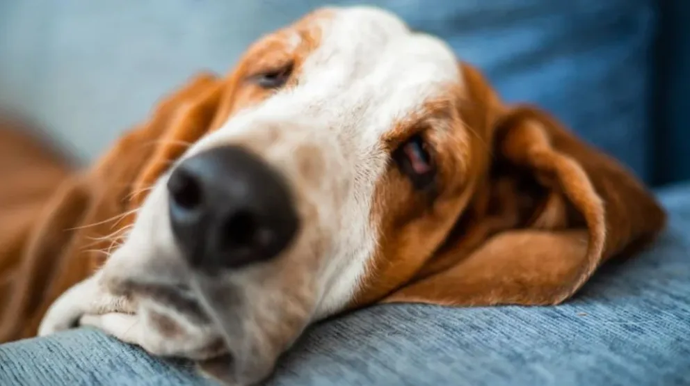 Mirá estos consejos para evitar que tus mascotas sufran golpes de calor