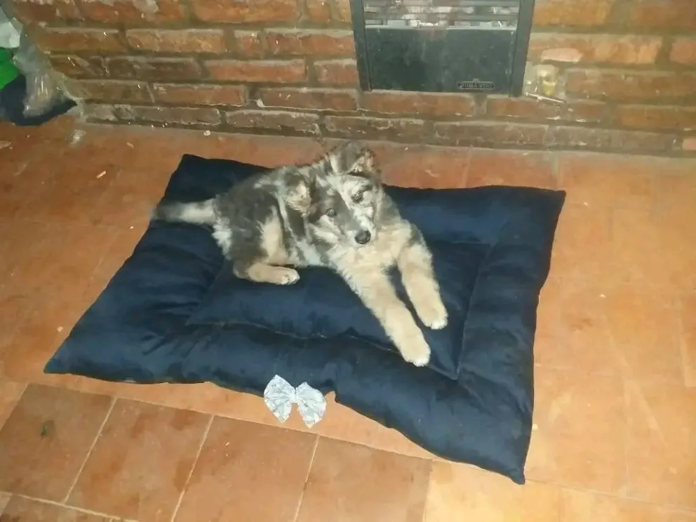 Eva se reinventó en la pandemia, y dio lugar a un negocio floreciente con "Camitas para perros"