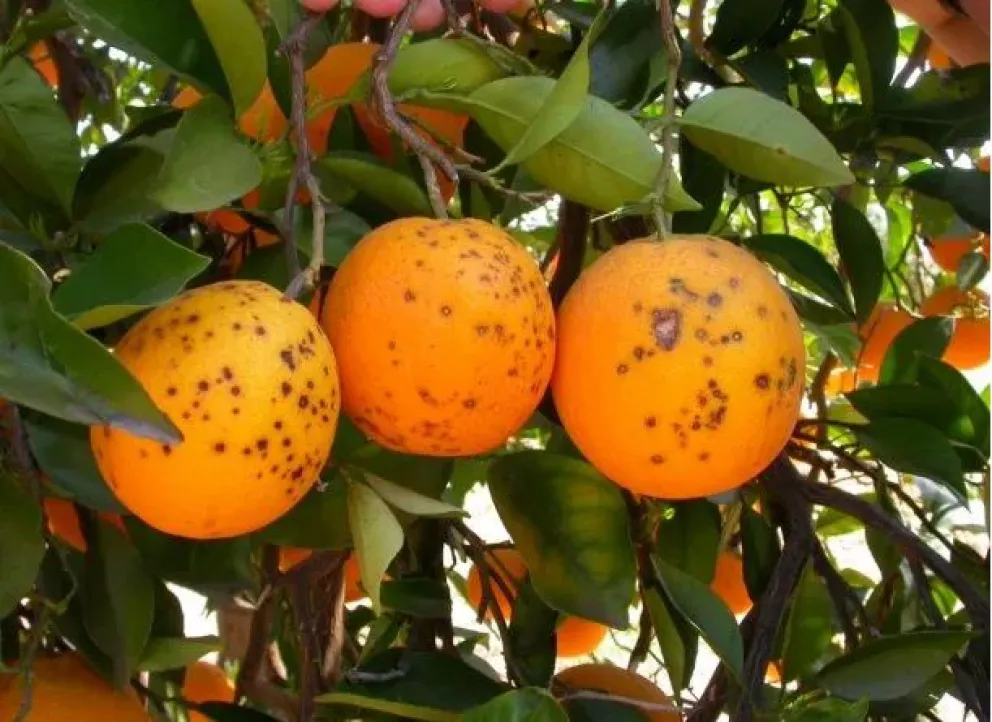 Alerta sobre la "mancha negra" que aparece en los cítricos: de qué se trata