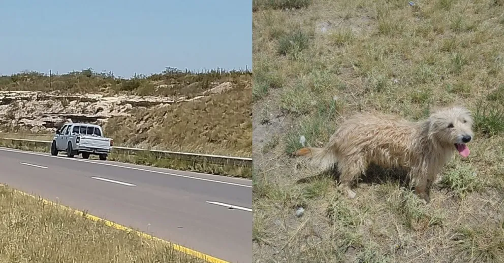 Preocupación por un perrito en el puente nuevo