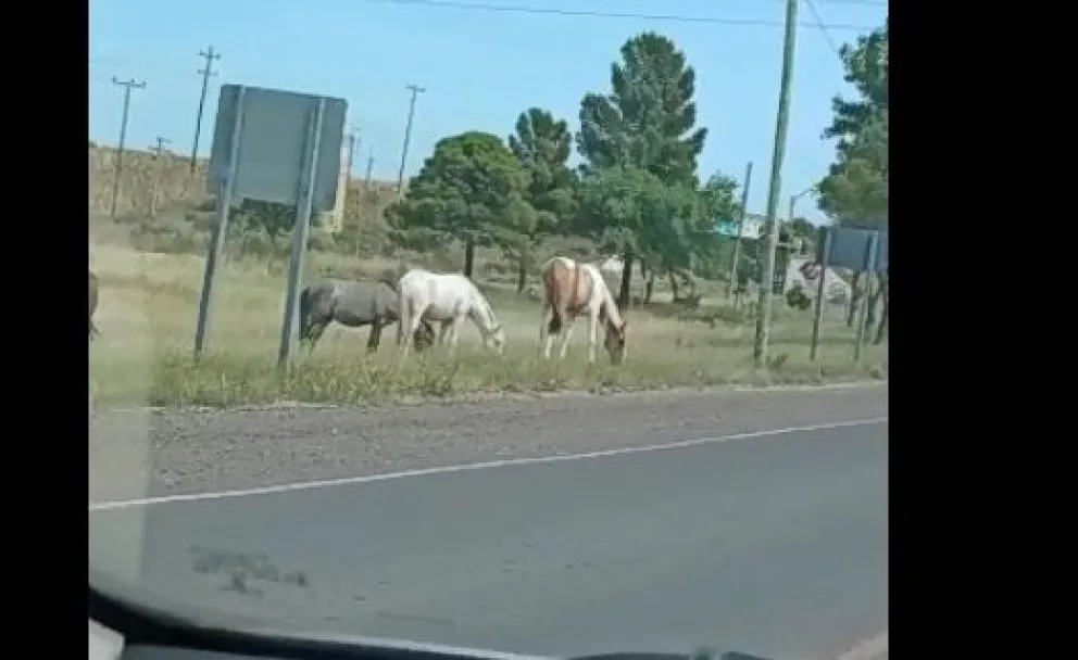 Preocupan los caballos sueltos en la ruta provincial N° 1