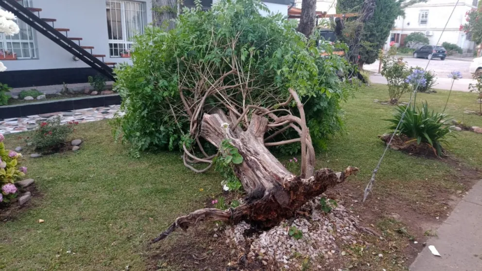 Se cayó un árbol en el barrio Amel