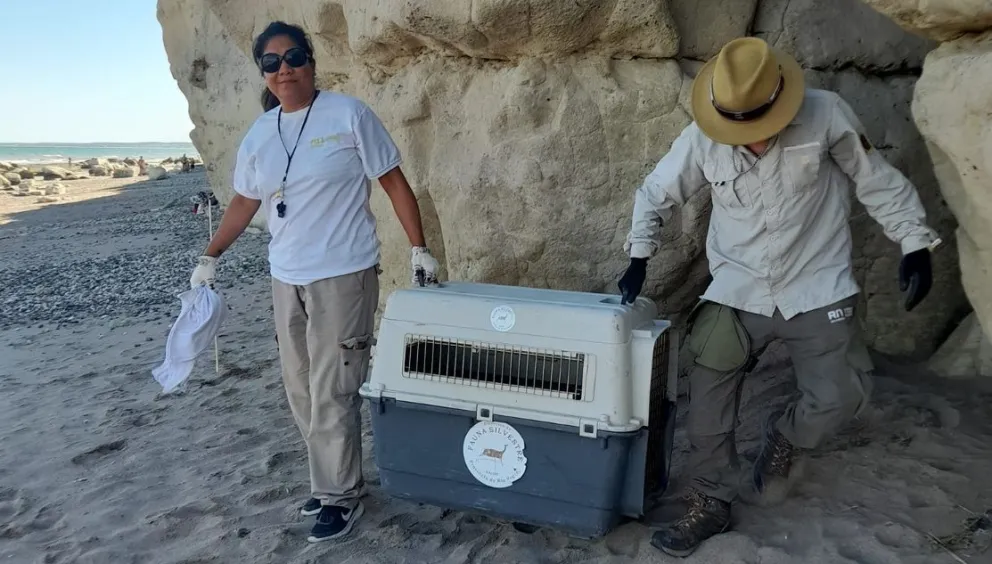 Rescatan a un lobo marino que estaba rodeado por la gente