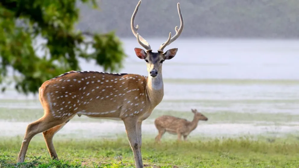 Brutal ataque: un ciervo atacó a una pareja de ancianos y mató al hombre