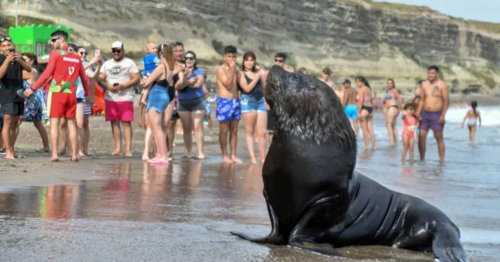 "No podemos poner un guardia ambiental cada cinco metros en la playa"