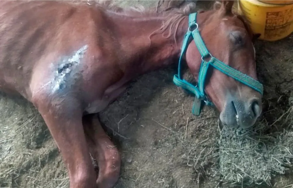 Dejaron a una yegua al rayo del sol y luchan por salvarle la vida