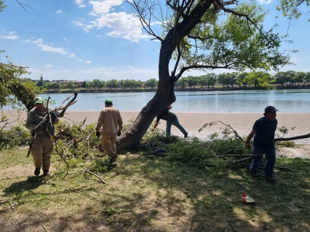 Gran cantidad de desprendimientos de ramas por los fuertes vientos