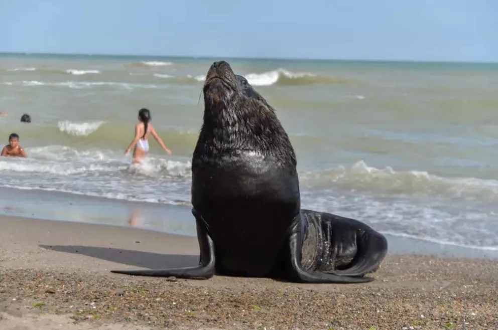 Los riesgos en que pueden caer los desubicados al acercarse a un lobo marino