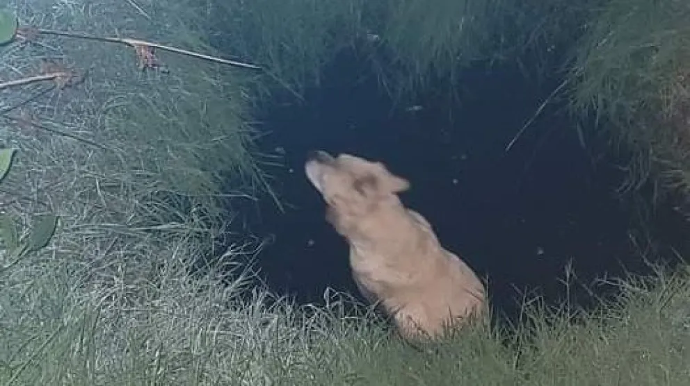Gracias a un vecino, la policía de El Cóndor rescató a un perro de un pozo ciego 