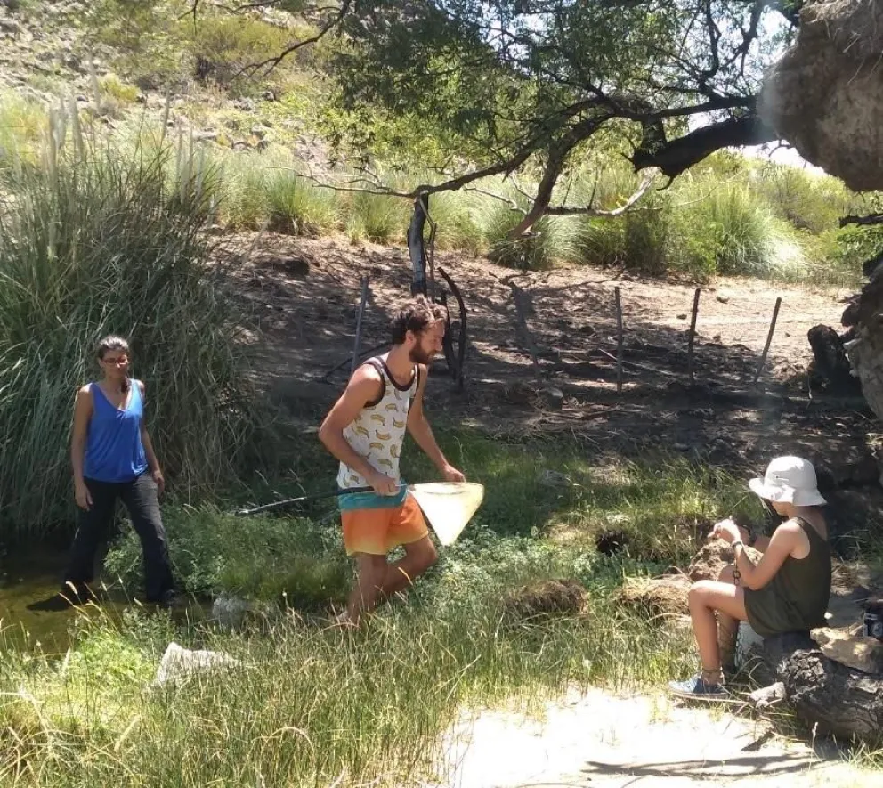 Mojarra desnuda: siguen las acciones para preservar una especie única en el mundo