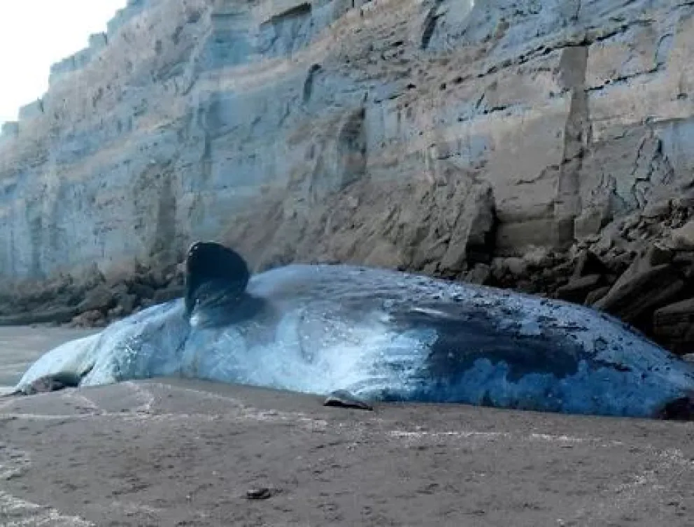 La desaparición del esqueleto se suma a los misterios en el balneario El Cóndor