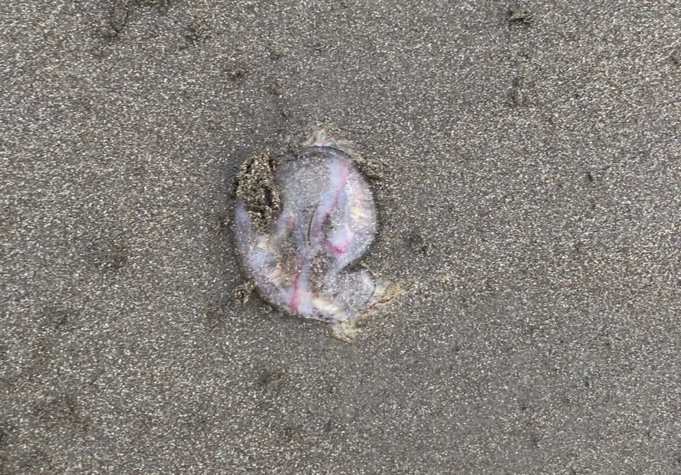 Aparecieron aguas vivas en El Cóndor: cómo actuar si te pican 