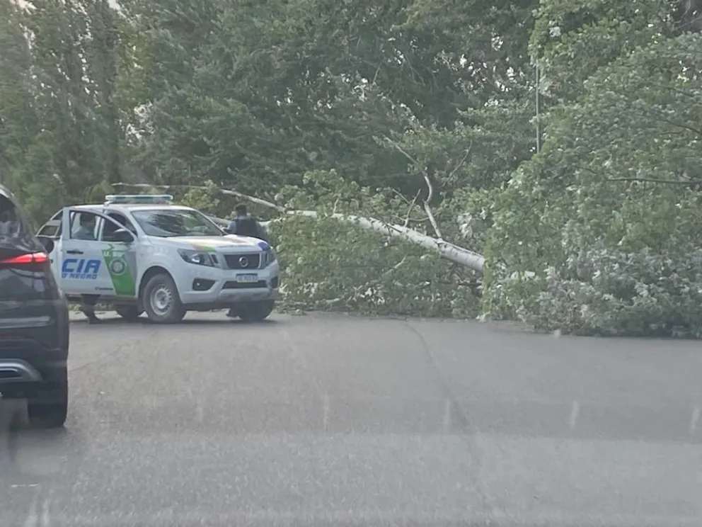 Un álamo gigante cayó en la avenida costanera y de milagro no hubo heridos