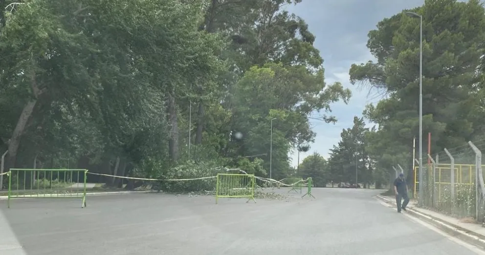 Qué pasará con el álamo gigante que interrumpe el paso en costanera norte
