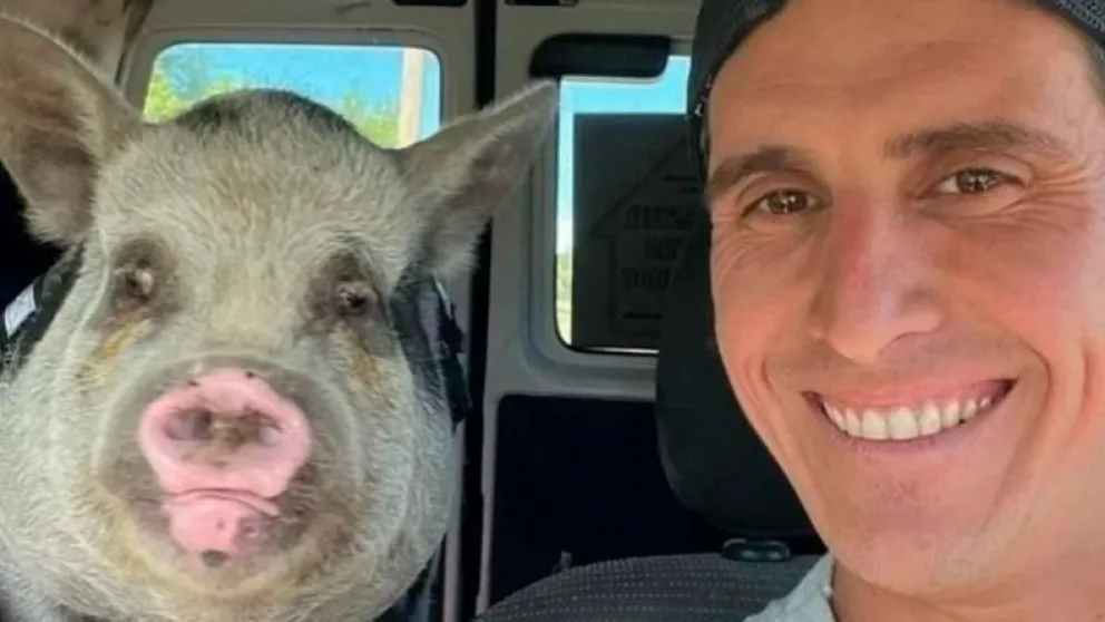 Terrible: tuvo que dar en adopción a su cerdita y denunció que se la comieron a la parrilla