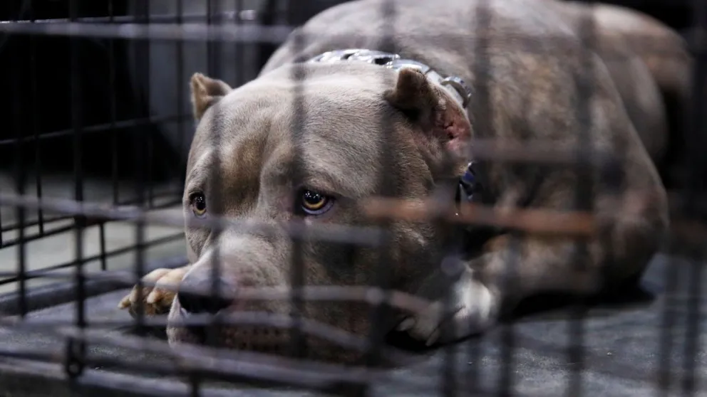 Córdoba: perdió un brazo tras ser atacada por el pitbull que rescató 