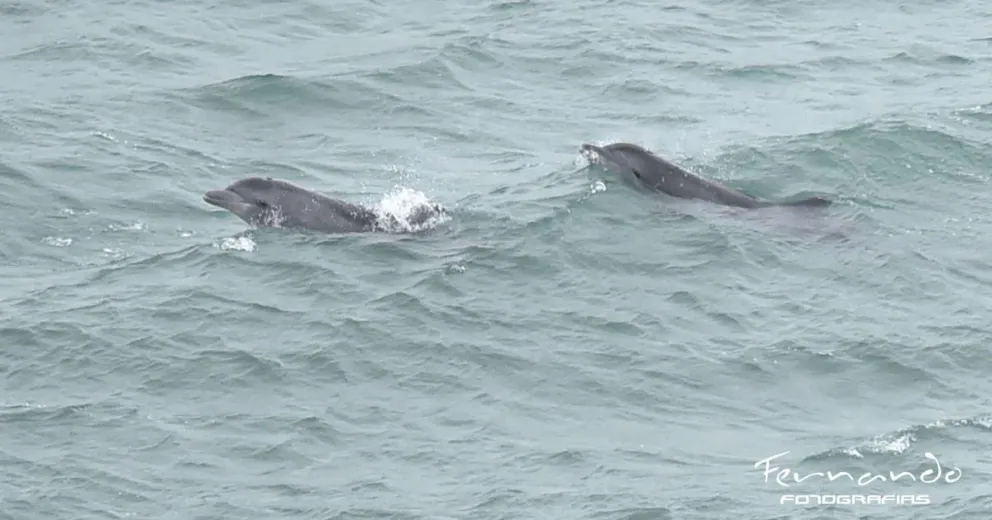 Increible avistaje en La Lobería: dos delfines nariz de botella