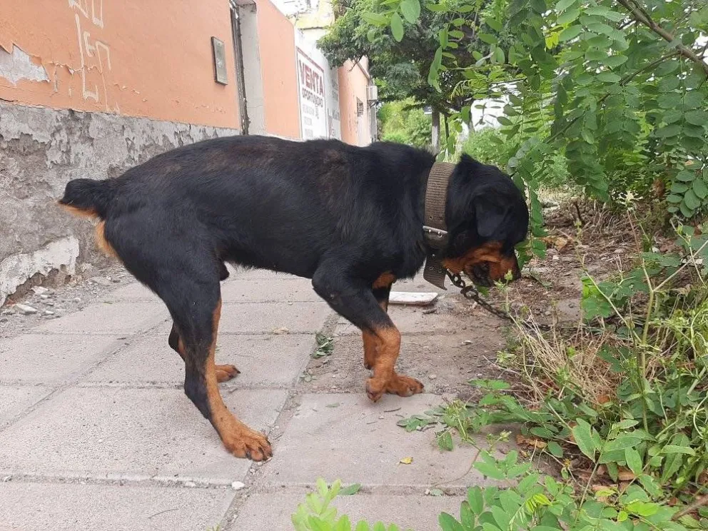 Denuncian un caso de maltrato animal con un rottweiler como afectado
