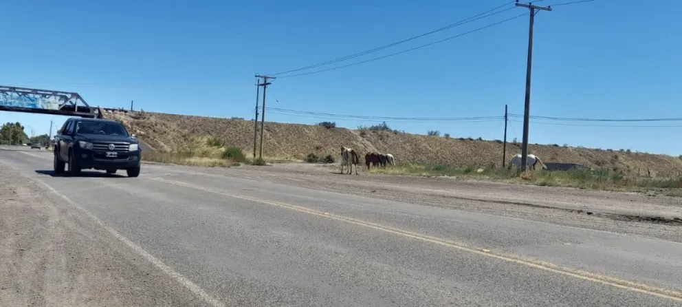 Riesgos en la ruta 1: otra vez caballos sueltos cerca del Parque Industrial