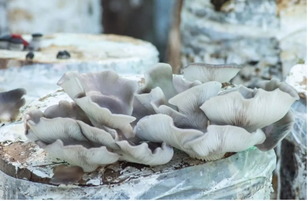 Las gírgolas, una opción para ampliar la huerta hogareña