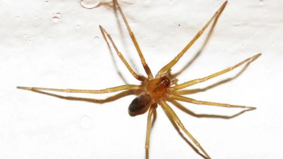 Médicos del Hospital Zatti salvaron a una mujer atacada por una araña "del rincón"