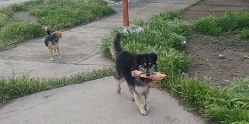 Están envenenando animales en Las 1016 y hay preocupación por los niños