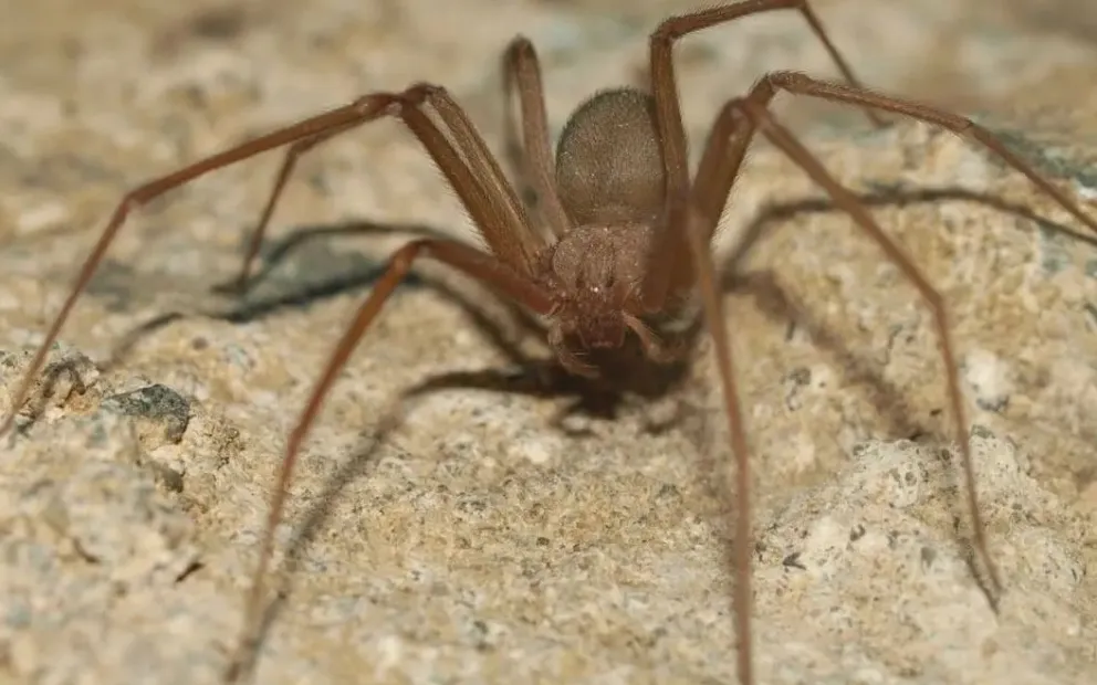 Salud explica qué hacer para evitar una picadura letal de la araña "violín"