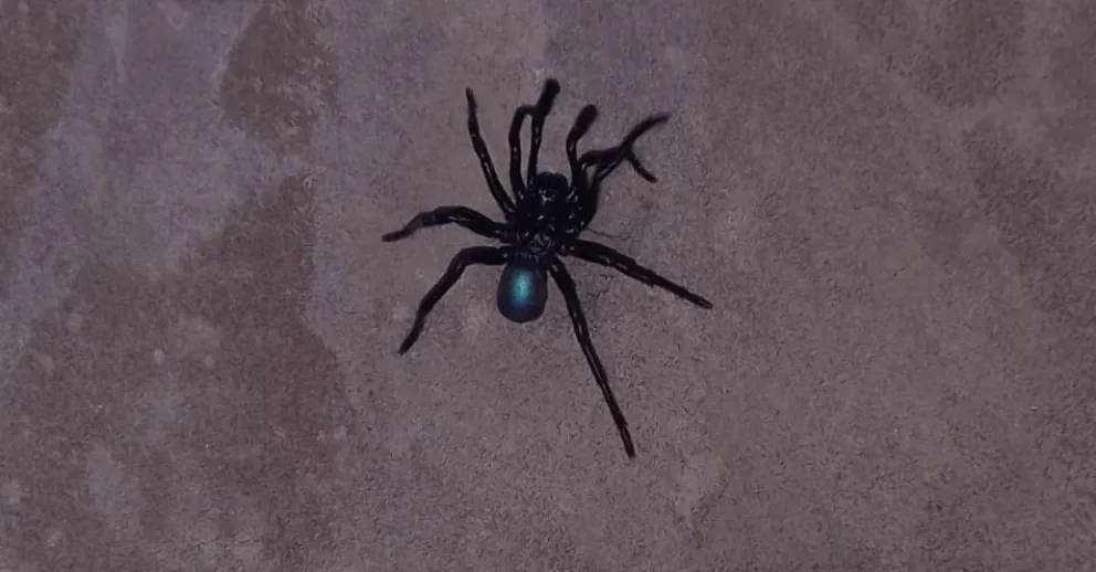 Aparecieron raras arañas en Bahía San Blas