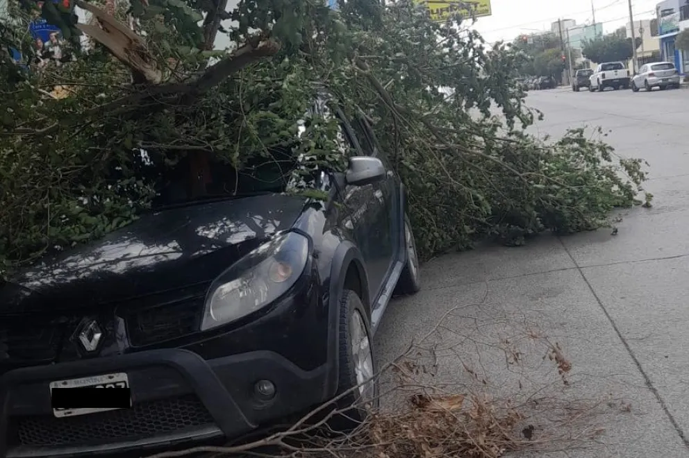 Milagro tras el temporal en Viedma: un auto quedó aplastado por un árbol 