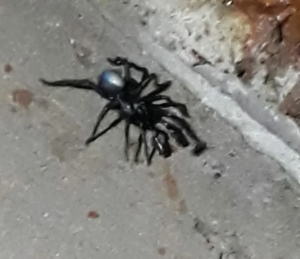 Extrañas arañas en San Blas: llegan del Norte y con el cambio climático encuentran un ambiente favorable