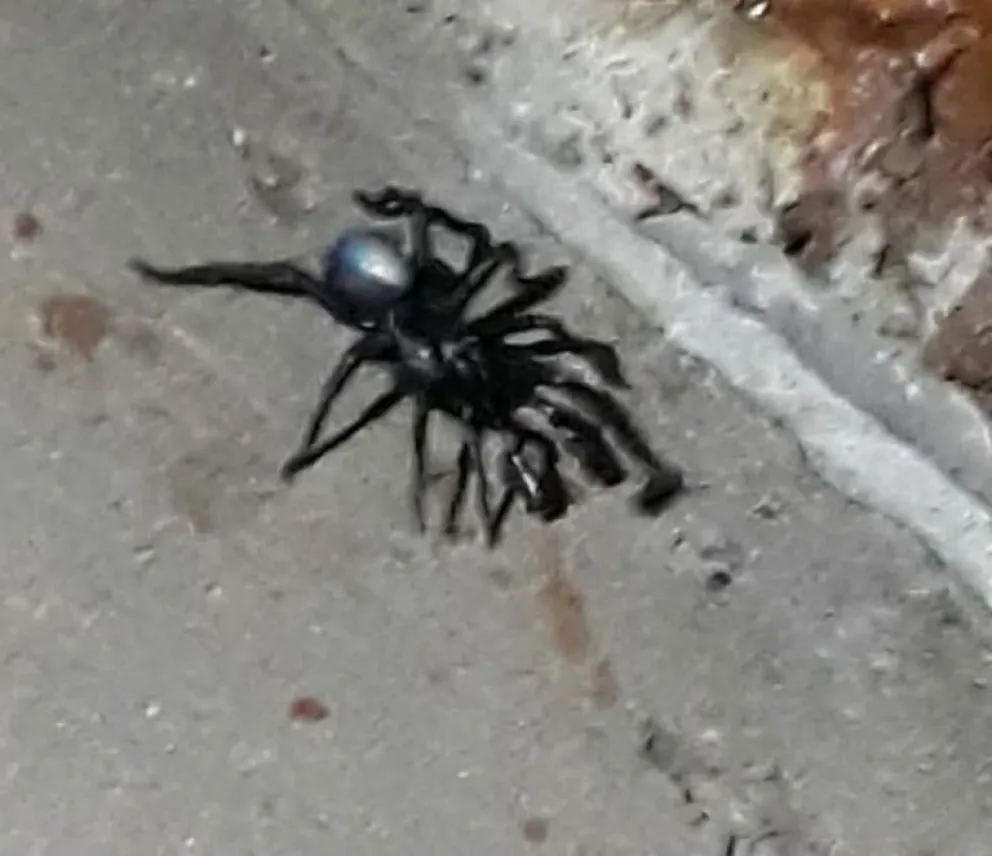 Zoonosis de Patagones pide que no se maten las arañas