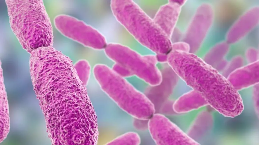 Detectan una "superbacteria" resistente a 30 antibióticos en pacientes de Argentina
