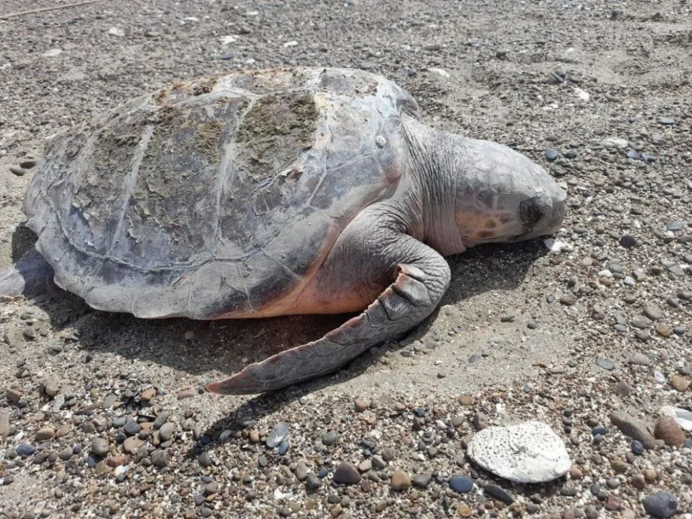 Especialistas de la Universidad del Sur se llevaron la tortuga hallada en La Baliza