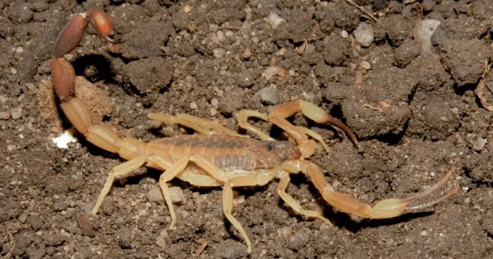 El área de Zoonosis municipal brindó recomendaciones ante incidentes con arañas y alacranes