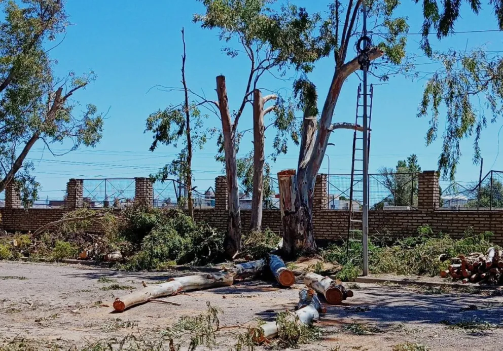Tragedia en Viedma: cortaban un árbol, se cayó una rama y mató a un ciclista