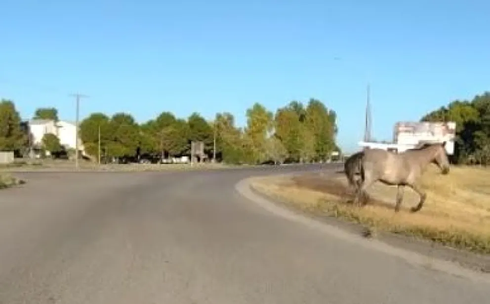 Peligro en la rotonda de El Cóndor por un animal suelto