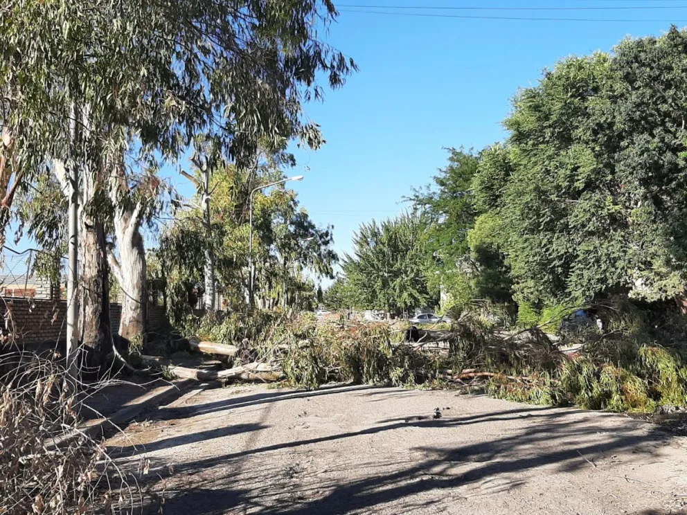 A pesar de la muerte de un hombre, siguieron cortando árboles