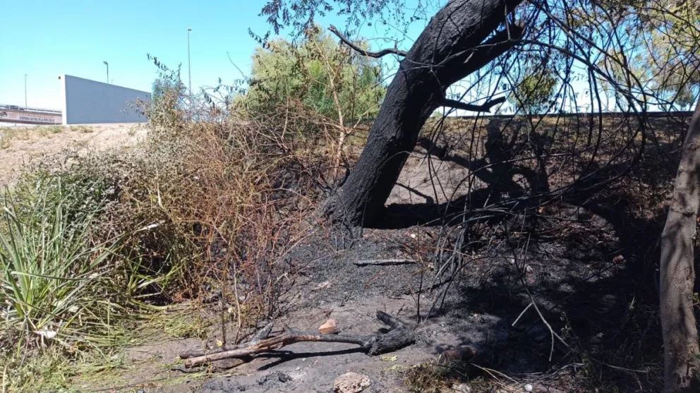 Quisieron hacer un asado, y terminaron incendiando y destruyendo un árbol