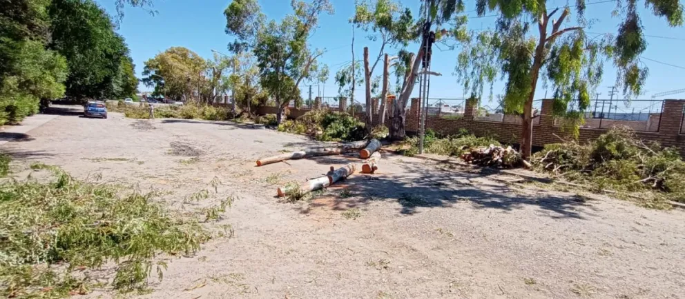 Imputaron a dos podadores que cortaban un árbol y una rama mató a un ciclista