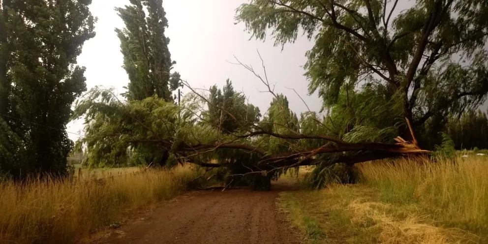 Un temporal generó destrozos y castigó las instalaciones eléctricas en Conesa