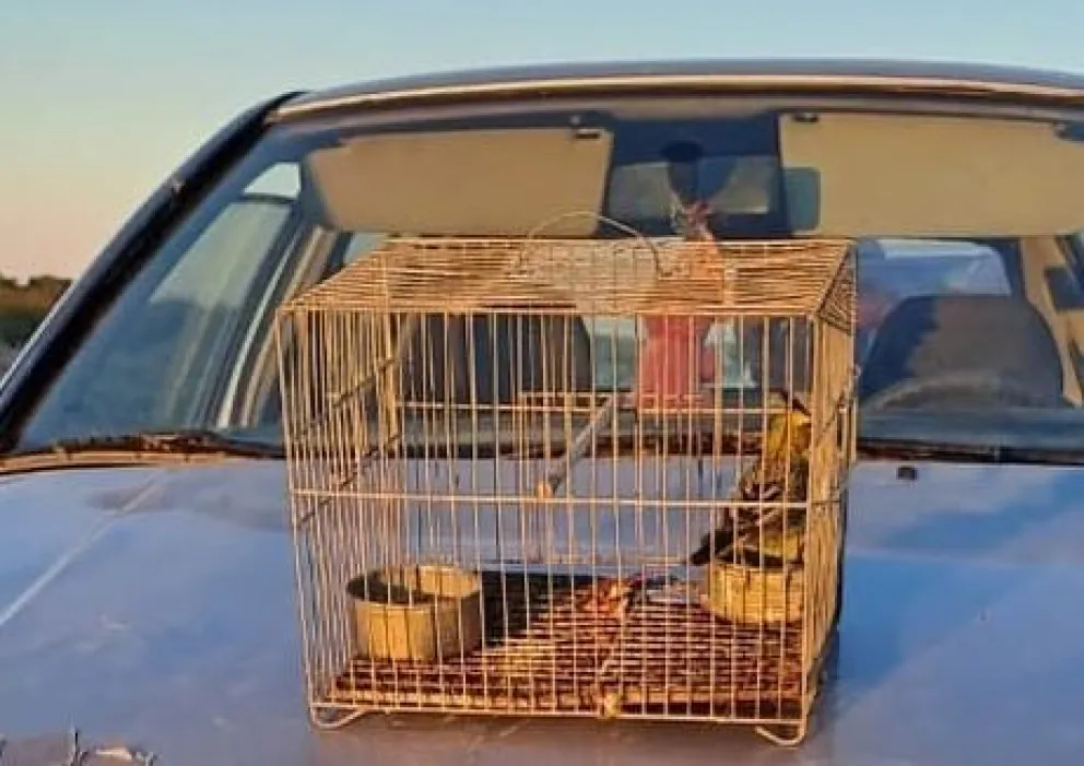 Detuvieron a dos sujetos por traficar cardenales amarillos