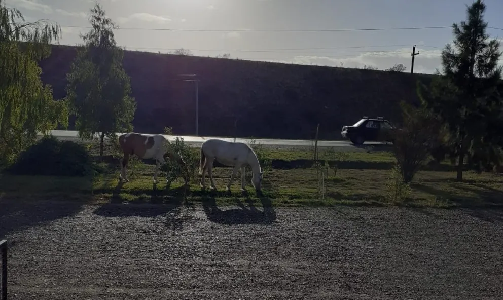 Vecinos preocupados por la presencia de caballos sueltos cerca del Puente Viejo