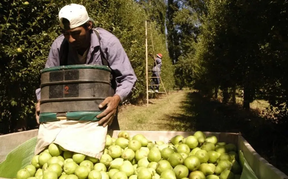 Alto Valle: demandan con urgencia trabajadores que levanten la cosecha