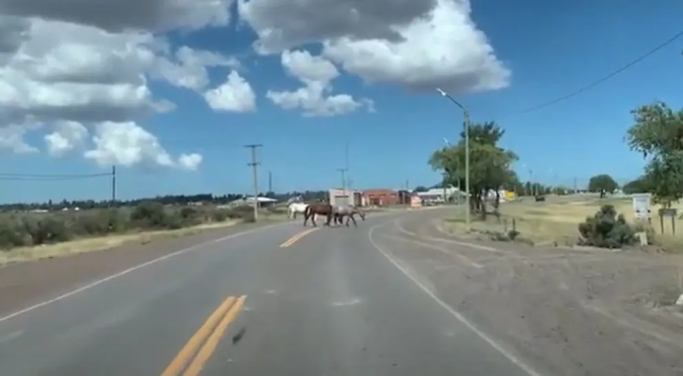 Un peligro: otra vez caballos sueltos en inmediaciones del camino al balneario El Cóndor 
